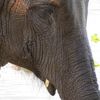 Chitwan National Park 053