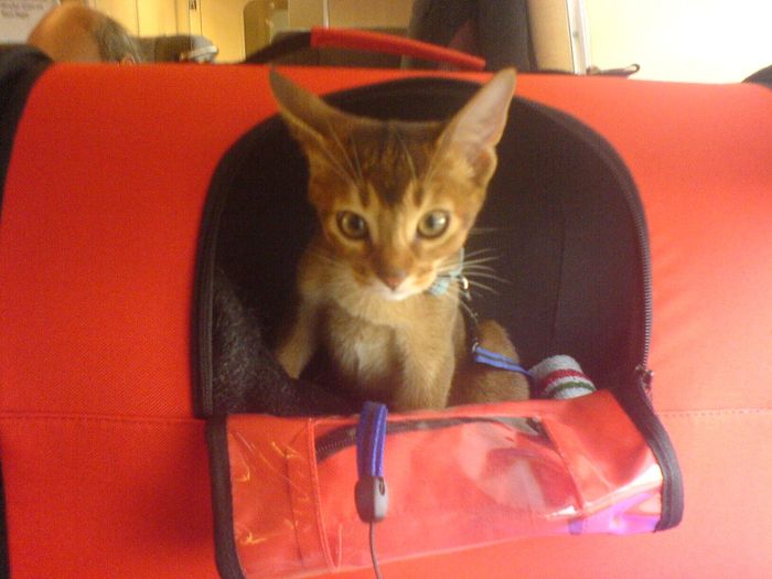 Lolo on the train!!