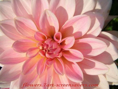 Dahlia decorative bin pink flower