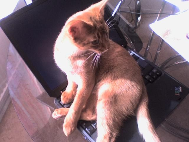 Cougar wants attention!!