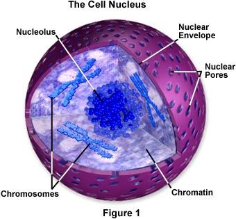 cellnucleus