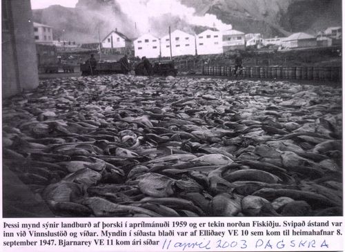 landbur ur af fiski 1959-32
