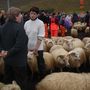 mamma og Þórunn að rabba saman og hrúturinn að reyna blanda sér inní :)