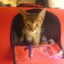 Lolo on the train!!
