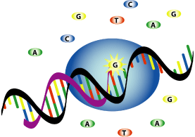 miniseq princip.gif
