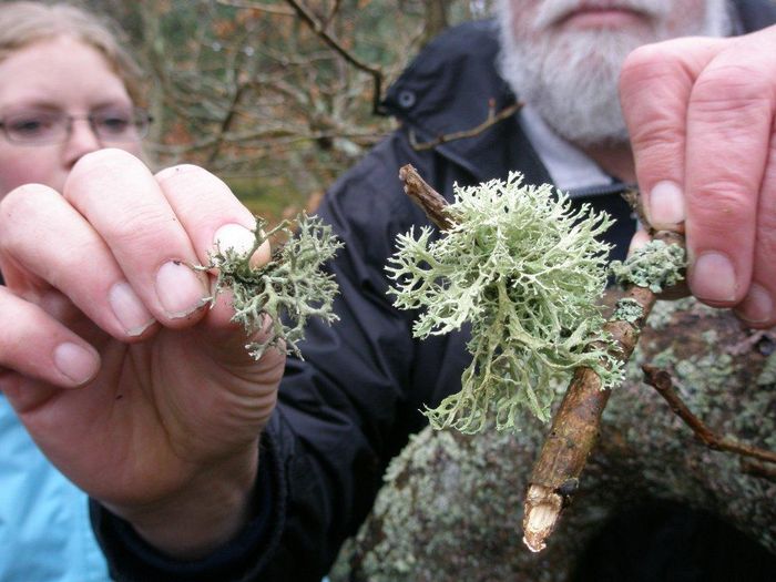 Evernia og Pseudoevernia