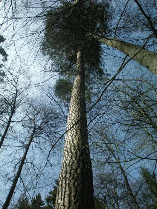 Bialowieza National park