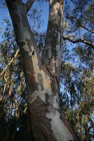Eucalyptustr
