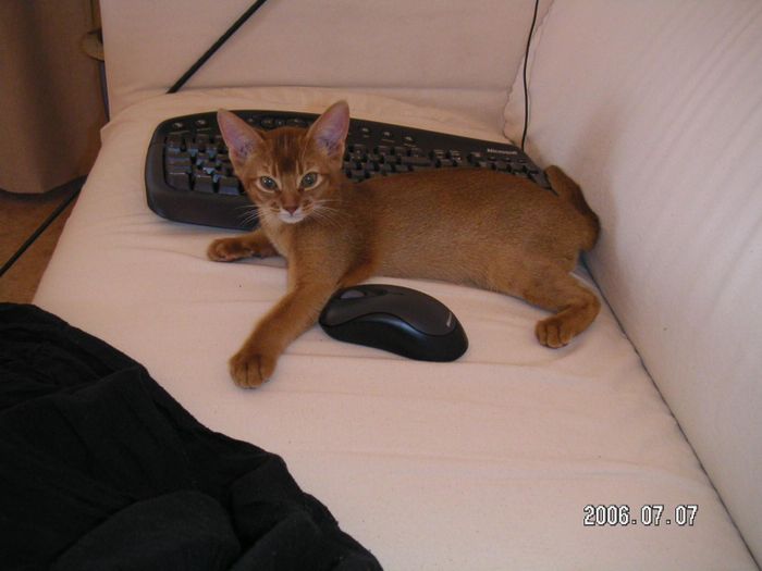 cat and mouse
