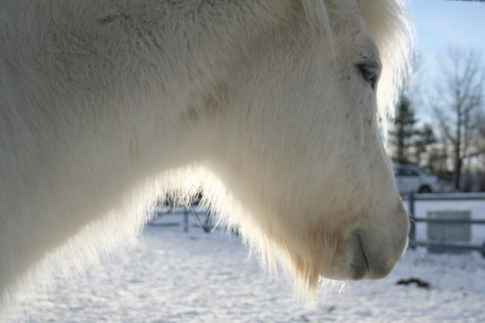 Icelandic horse in the winter sun