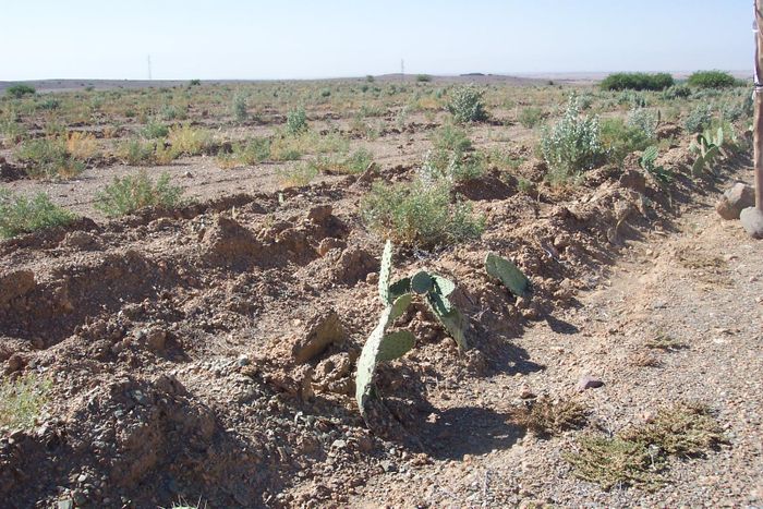 Grursettur Atriplex og kaktus