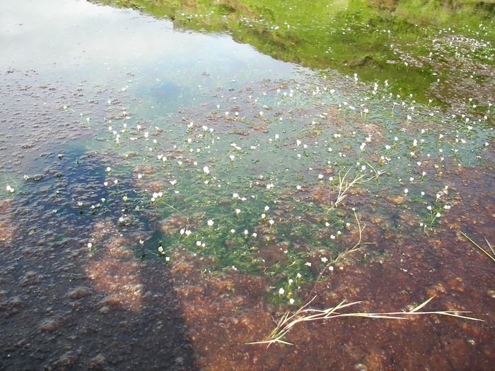 Lnasley (Ranunculus trichophyllus)