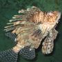 Ljonsfiskur (lionfish)