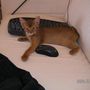 cat and mouse