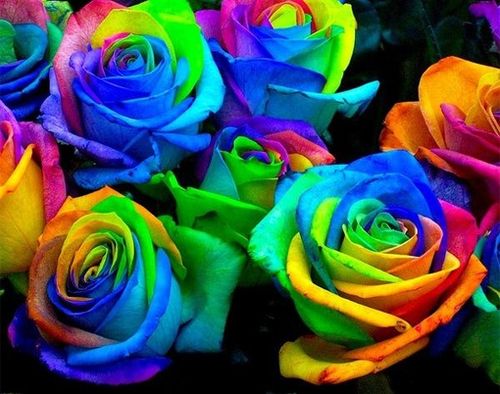 rainbow-roses-4.jpg