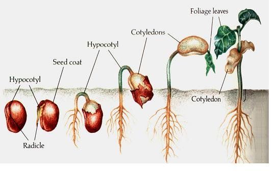 starting-seeds.jpg