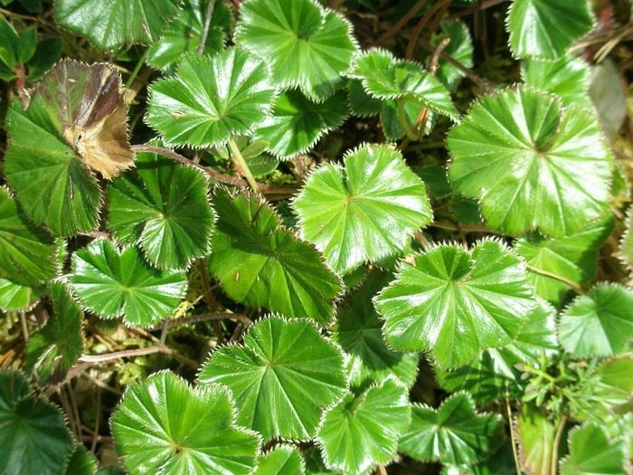 Marustakkur Gvatemalensis?