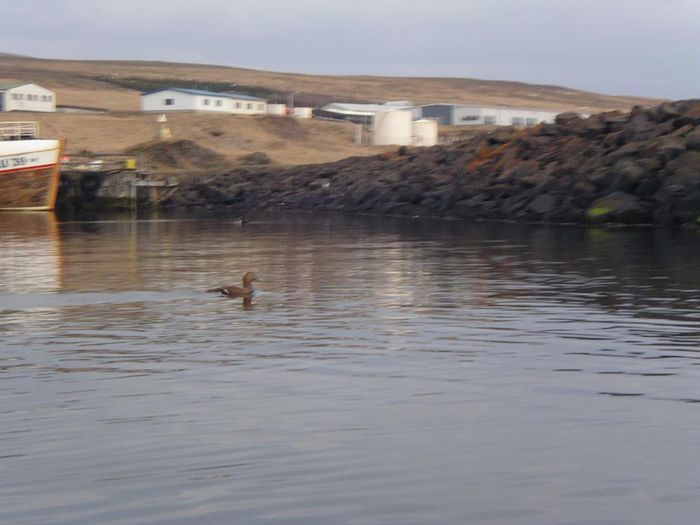 Kayakfer