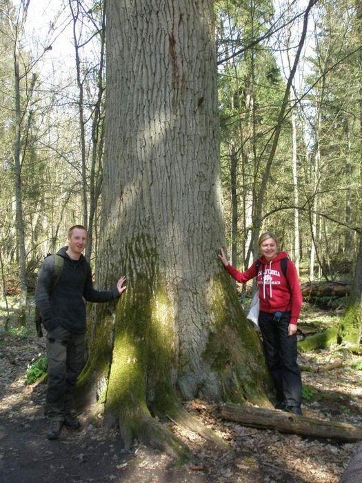 Bialowieza National park