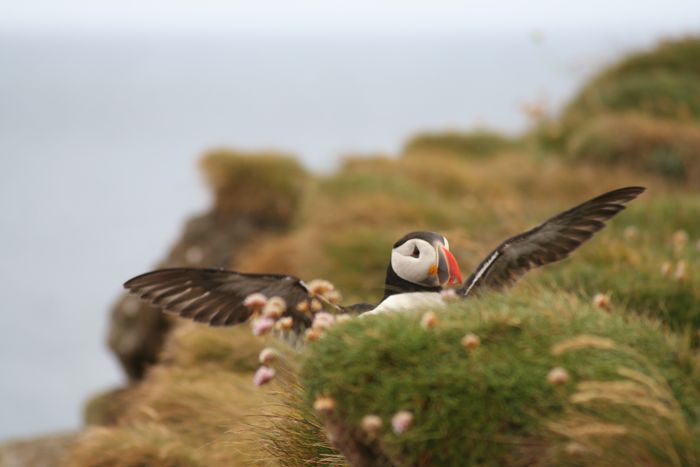 Puffin in the west fjords of Iceland