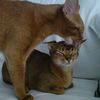 kiss, kiss