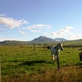 Hrossin fóðruð í góða veðrinu