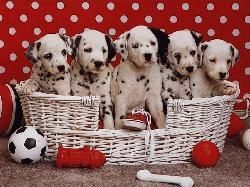 basketfullofdalmatian 109630.jpg