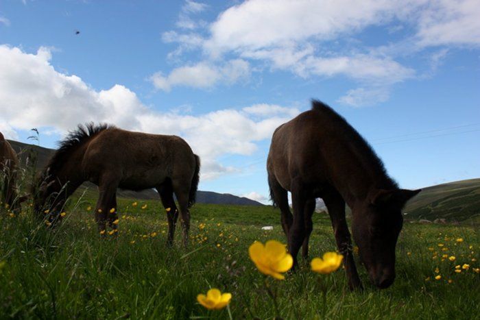 foals of Fregn and Askja