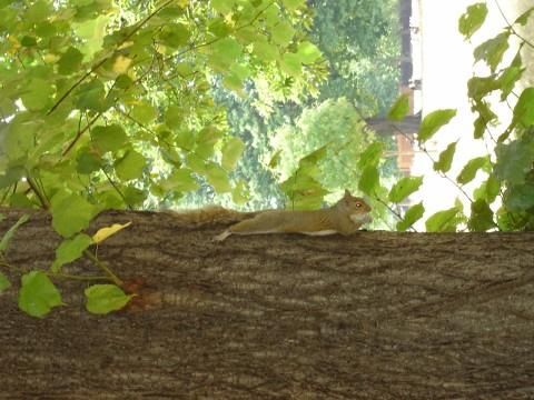 Hyde Park Squirrel