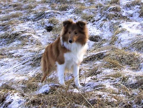 hekla 24jan2004.jpg