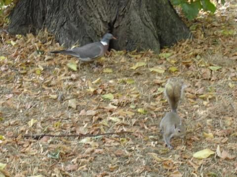 Pigeon plus Squirrel