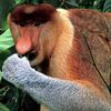 borneo proboscis monkey