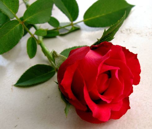 red rose engla