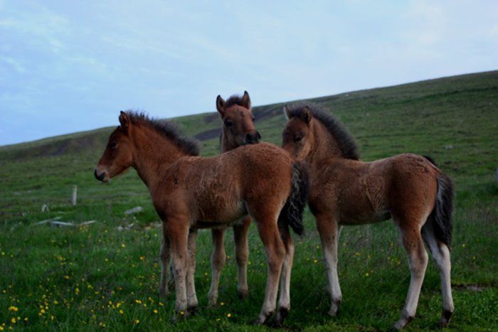Foals of Stssa, Hrafntinna and Tinna