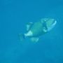 Triggerfish