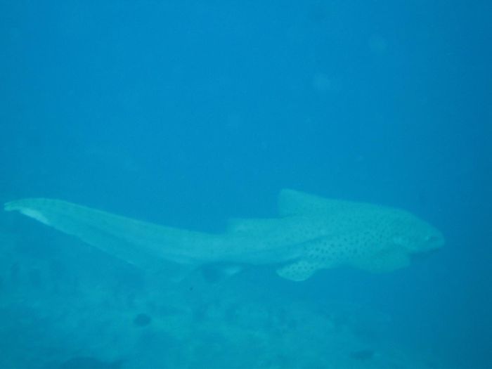 Leopard shark (hlbara hkarl)