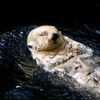 Sea Otter Swimming On Its Back 600