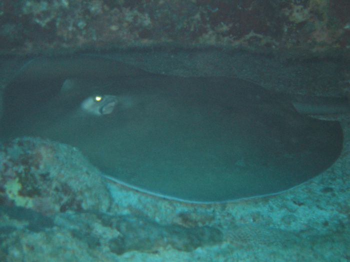 Stingray (Gaddaskata)