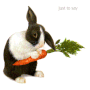 shop-rabbit-and-carrot-card.gif