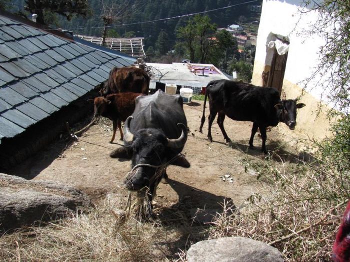 Dharamsala 156