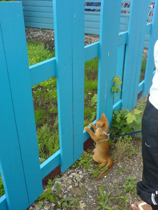 Trying to get bigger cat to play...