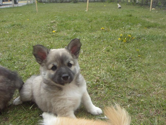 Birta krssla (seld)