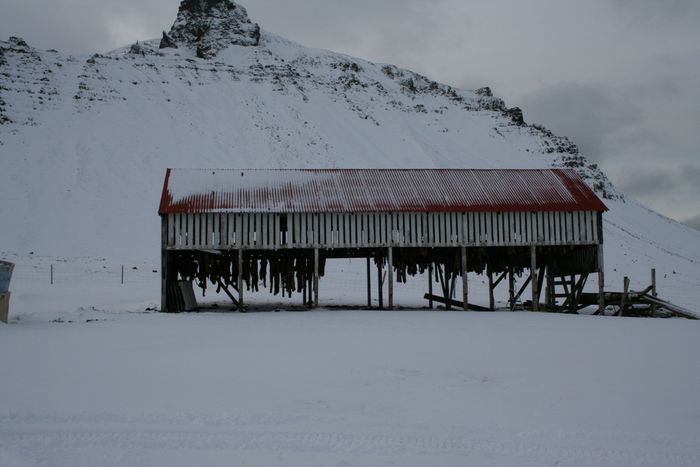 Besti hkarlahjallur  heimi