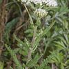 250px-Achillea millefolium vallee-de-grace-amiens 80 22062007 1
