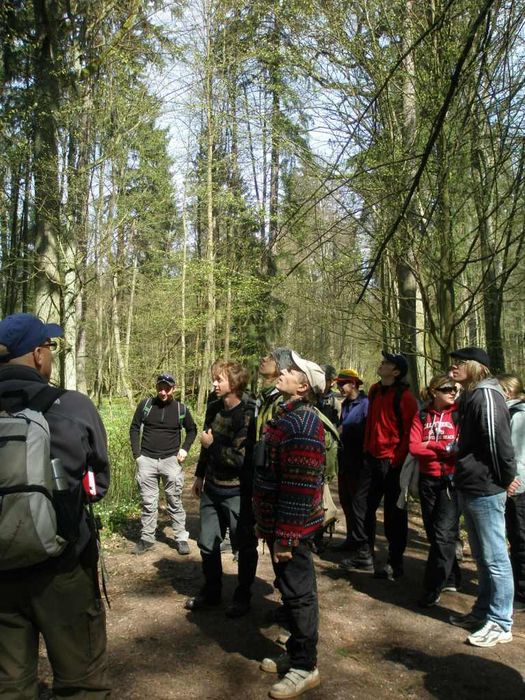 Bialowieza National park