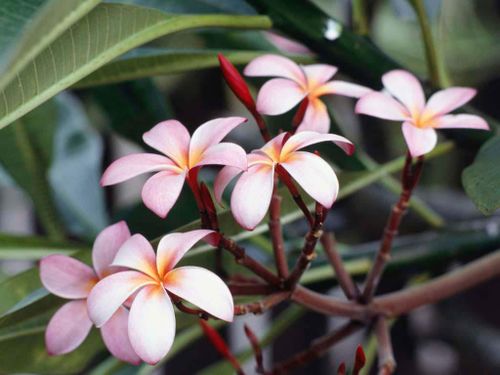 frangipani flowers 220427.jpg