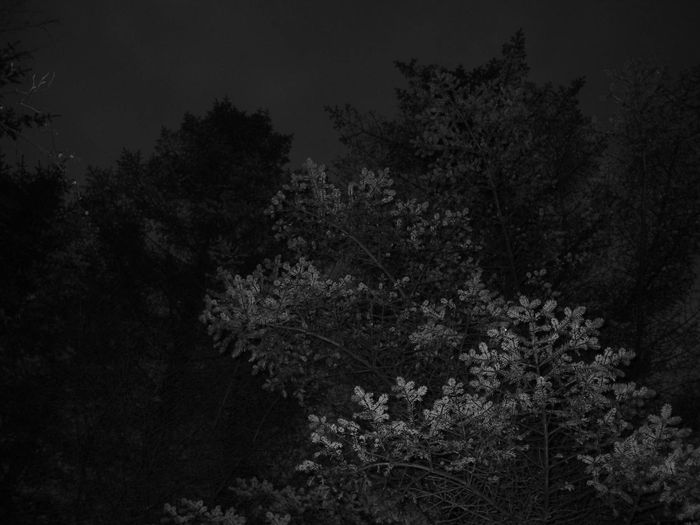 carpathian forest