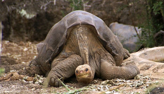 800px Lonesome George  Pinta giant tortoise  Santa Cruz