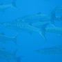 Barracuda