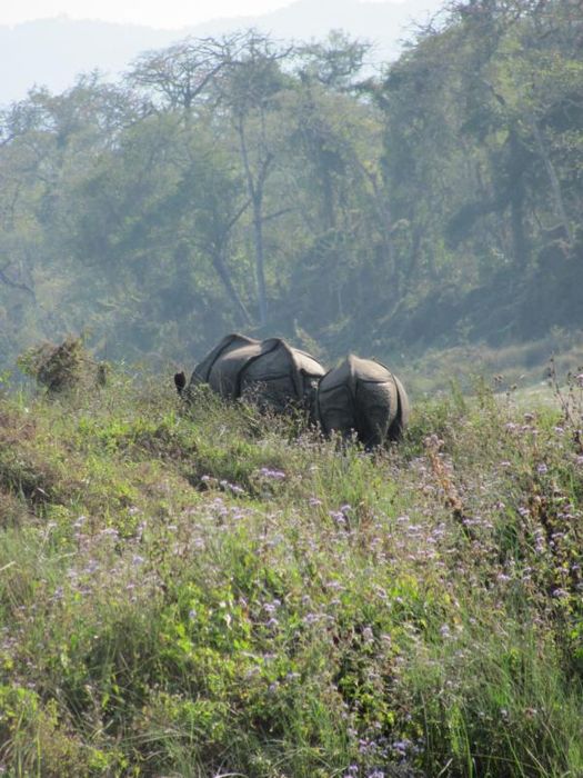 Chitwan National Park 073